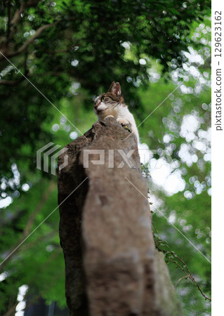 一隻棕色虎斑和印花布圖案的流浪貓坐在森林裡的一塊岩石上 一隻棕色虎斑和印花布圖案的流浪貓坐在森林裡的一塊岩石上 129623162