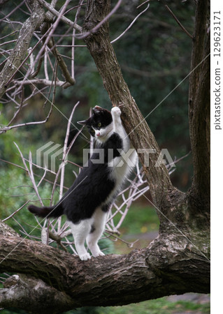 Stray cats with calico and tabby patterns scratching their claws on a tree trunk 129623171