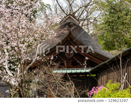 A Japanese landscape in early spring: Cherry blossoms beginning to bloom and a thatched-roof temple gate 129623297