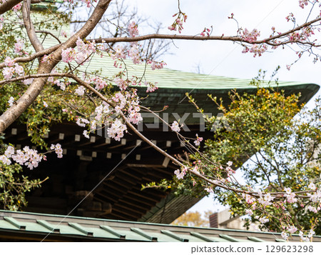 Early spring scenery in Japan: Cherry blossoms beginning to bloom and a large roof 129623298