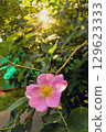 Pink flower on a rosehip bush 129623333