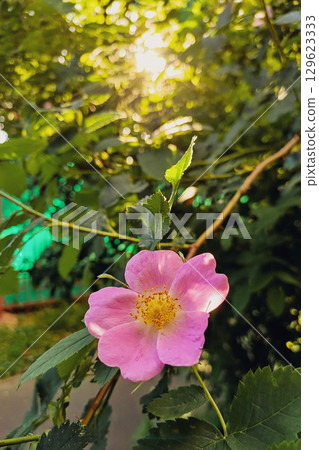Pink flower on a rosehip bush 129623333