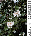 White Jasmine Flowers 129623338