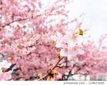The arrival of spring: Kawazu cherry blossoms in full bloom The arrival of spring: Kawazu cherry blossoms in full bloom 129623600