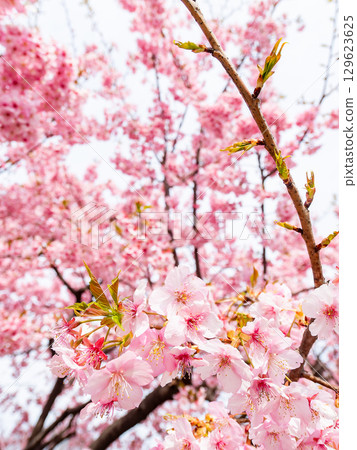 春天的到來:河津櫻花盛開 春天的到來:河津櫻花盛開 129623625
