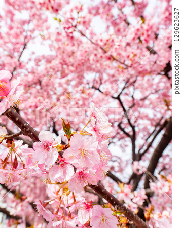 The arrival of spring: Kawazu cherry blossoms in full bloom 129623627