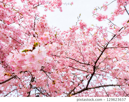 春天的到來:河津櫻花盛開 春天的到來:河津櫻花盛開 129623637