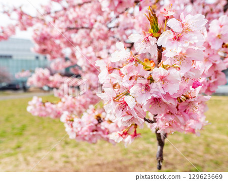春天的到來：河津櫻花盛開 129623669
