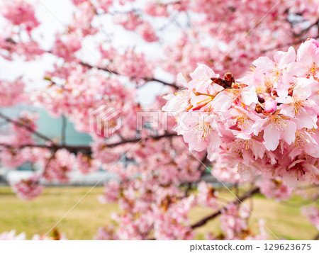 春天的到來：河津櫻花盛開 129623675