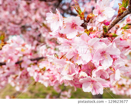 The arrival of spring: Kawazu cherry blossoms in full bloom 129623677
