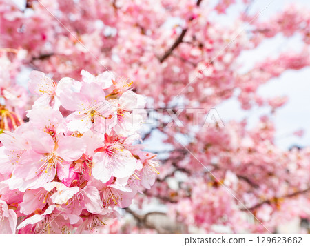 春天的到來：河津櫻花盛開 129623682