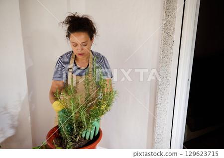 Woman Gardening Indoors With Potted Plants and Gardening Gloves Woman Gardening Indoors With Potted Plants and Gardening Gloves 129623715