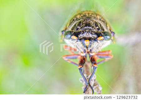 Cicada, close-up 129623732