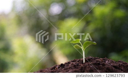 small pumpkin sprout with water droplets and bokeh background small pumpkin sprout with water droplets and bokeh background 129623793