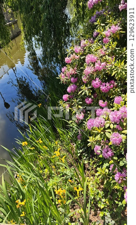 Colorful blooming flowers by a calm pond surrounded by lush greenery 129623911
