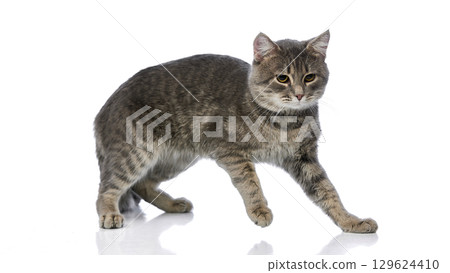 Gray tabby cat standing with alert gaze on white background 129624410
