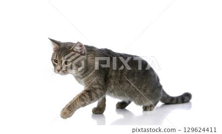 Curious gray tabby cat walking forward on white background Curious gray tabby cat walking forward on white background 129624411