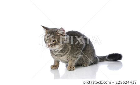 Grey tabby cat crouching with focused gaze on white background Grey tabby cat crouching with focused gaze on white background 129624412