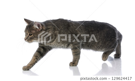 Walking grey tabby cat in profile view on reflective white background 129624417