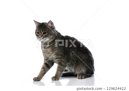 Sitting grey tabby cat with focused expression on glossy white background Sitting grey tabby cat with focused expression on glossy white background 129624422