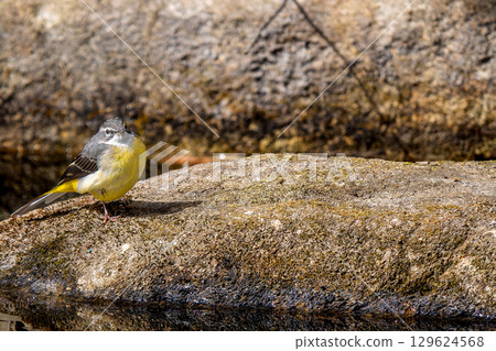 Grey wagtail walking on the ground - copy space 129624568