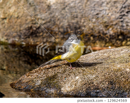 Wisely walking on the ground 129624569