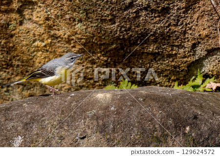 Grey wagtail walking on the ground - copy space 129624572