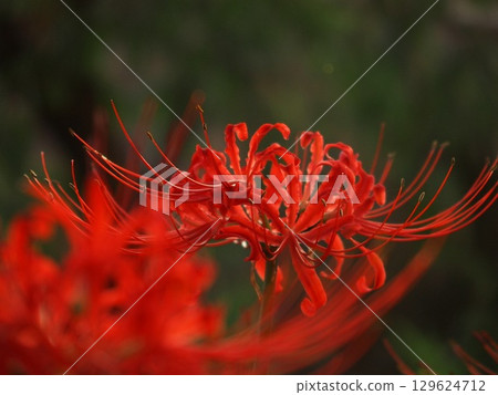 Cluster amaryllis Cluster amaryllis 129624712