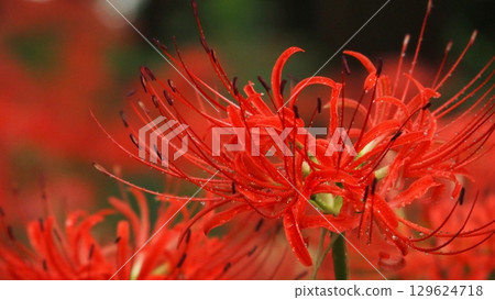 Cluster amaryllis 129624718