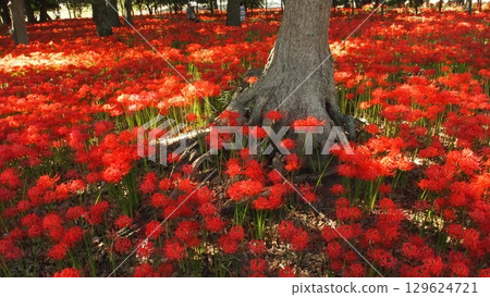 Cluster amaryllis fabric Cluster amaryllis fabric 129624721