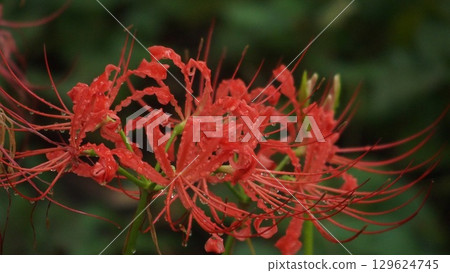 早開的小蜘蛛百合 129624745