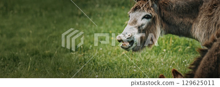 Curious Donkey Stands in the Green Meadow and Smiles Brightly 129625011