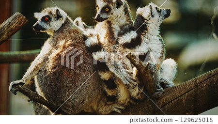 Playful Lemurs Together Amidst Tree Branches 129625018