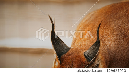 Rear view of caracal's ear, focusing on elegant shape 129625020