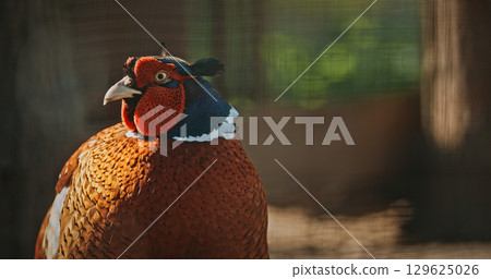 Male common pheasant - Phasianus colchicus, ring-necked pheasant, or blue-headed pheasant, is a bird in the pheasant family Phasianidae 129625026