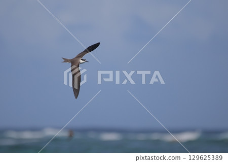 White-tailed Tern flying over the sea 129625389