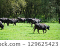 Beef cattle ranch in Hokkaido, photographed in Niikappu Town 129625423