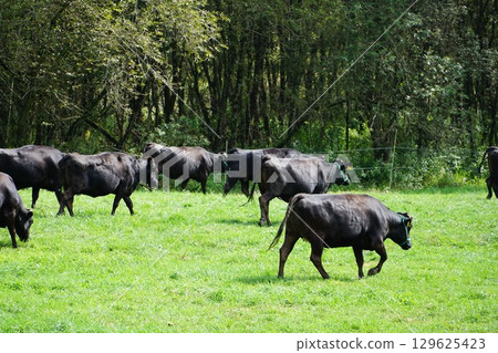 Beef cattle ranch in Hokkaido, photographed in Niikappu Town Beef cattle ranch in Hokkaido, photographed in Niikappu Town 129625423