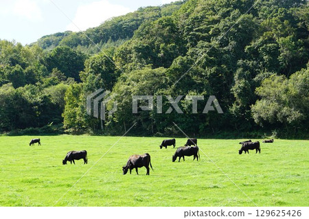 被北海道森林環繞的牧場 129625426