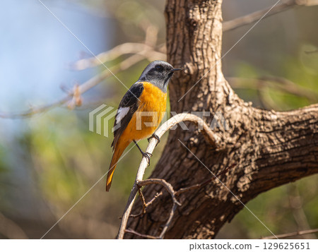 Male in a branch that sticks to a branch 129625651