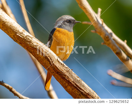 Male in a branch that sticks to a branch 129625652