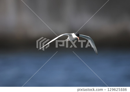 A roseate tern searching for fish in a fishing port A roseate tern searching for fish in a fishing port 129625886