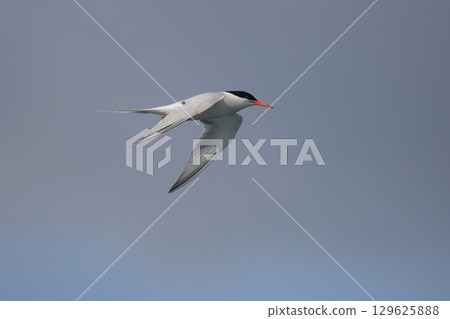 Roseate tern in flight 129625888