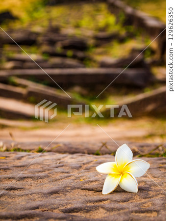 雞蛋花 世界遺產 普寺 雞蛋花 世界遺產 普寺 129626350