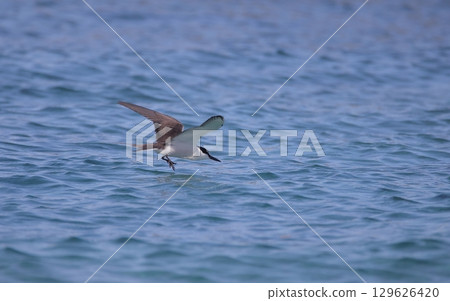 White-tailed Tern landing on water White-tailed Tern landing on water 129626420