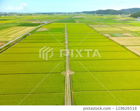 Aerial view of rice paddies with emerging rice ears in Esashi Town, Hokkaido in summer 129626518