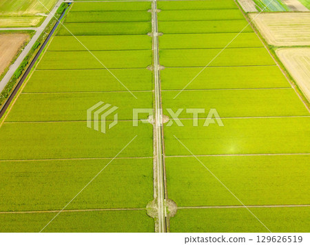 夏季北海道江差町稻田冒出稻穗的鳥瞰圖 129626519
