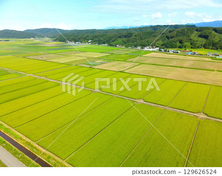 Aerial view of rice paddies with emerging rice ears in Esashi Town, Hokkaido in summer 129626524