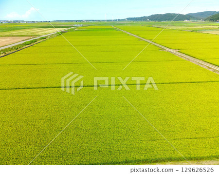 夏季北海道江差町稻田冒出稻穗的鳥瞰圖 夏季北海道江差町稻田冒出稻穗的鳥瞰圖 129626526