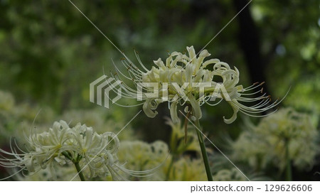 White cluster amaryllis 129626606